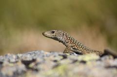 Archaeolacerta bedriagae