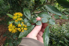 Azara dentata