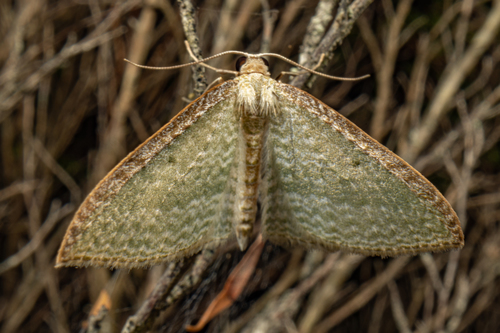 Native cranberry moth photo 4