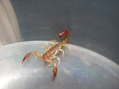 Vaejovis intermedius