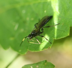 Cratichneumon viator