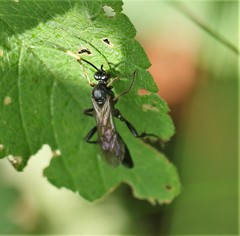 Cratichneumon viator