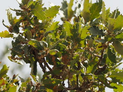 Quercus ithaburensis macrolepis