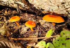 Lactarius substriatus