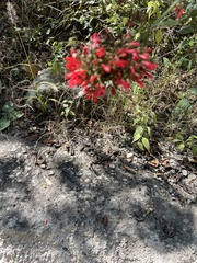 Russelia verticillata