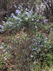 Ceanothus parryi
