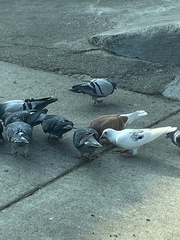 Columba livia