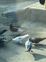 Columba livia