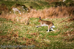 Lepus timidus hibernicus
