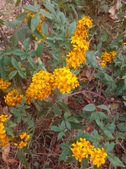 Tagetes nelsonii