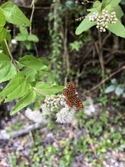 Antillea pelops