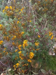 Tagetes nelsonii