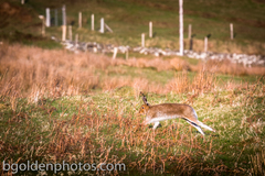 Lepus timidus hibernicus
