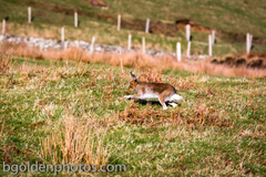 Lepus timidus hibernicus