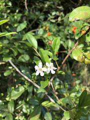 Bourreria virgata