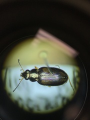 Bembidion confusum