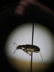 Bembidion confusum