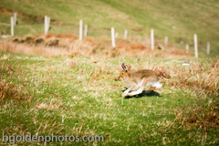 Lepus timidus hibernicus