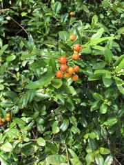 Bourreria virgata