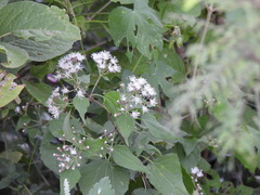 Chromolaena collina