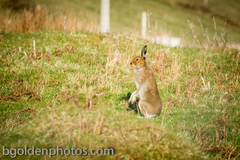 Lepus timidus hibernicus