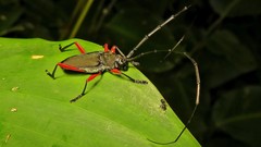 Gonyacantha rubronigra