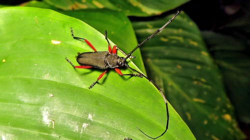 Gonyacantha