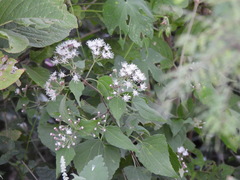 Chromolaena collina