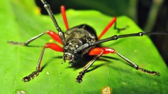 Gonyacantha rubronigra