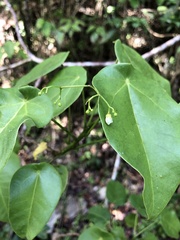 Jatropha hernandiifolia