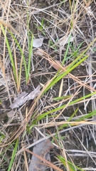 Scleria ciliata