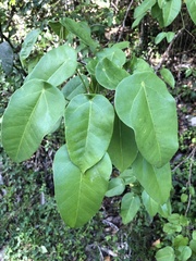 Jatropha hernandiifolia