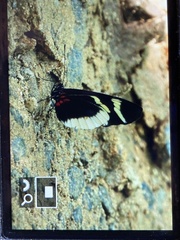 Heliconius eleuchia