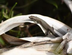 Algyroides fitzingeri