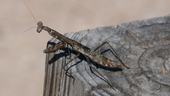 Stagmomantis resacae