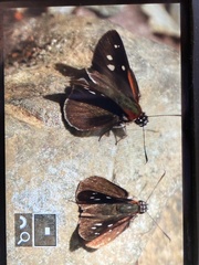 Corra coryna catargyra