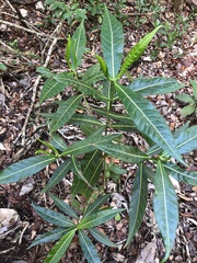 Stenostomum resinosum