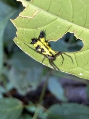 Micrathena decorata