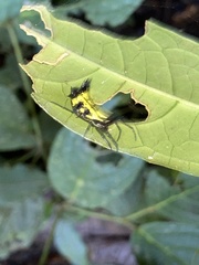Micrathena decorata