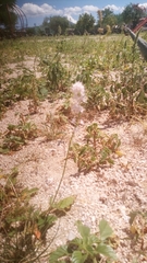 Boerhavia xantii
