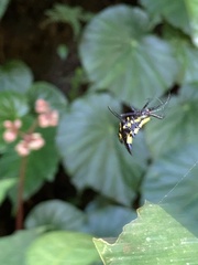 Micrathena decorata