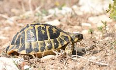 Testudo hermanni hermanni