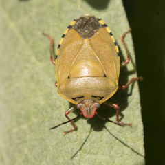 Chinavia erythrocnemis