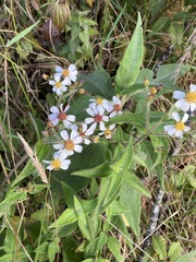 Alloispermum