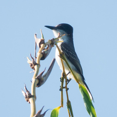 Tyrannus caudifasciatus
