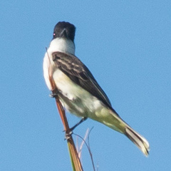 Tyrannus caudifasciatus