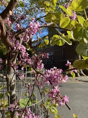 Cercis siliquastrum
