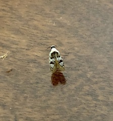 Scatochresis innumera