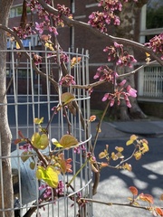 Cercis siliquastrum
