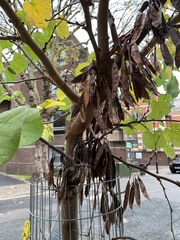 Cercis siliquastrum
